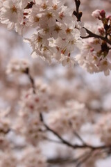 桜・満開 桜の開花イメージ
