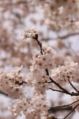 桜・満開 桜の開花イメージ