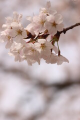 桜・満開 桜の開花イメージ