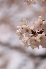 桜・満開 桜の開花イメージ