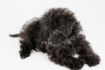 伏せをして横を見るミックスの仔犬