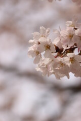 桜・満開 桜の開花イメージ