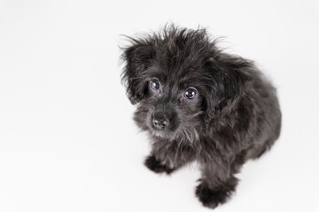 おすわりして見上げるミックスの仔犬