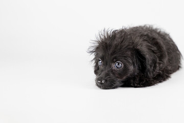 床に顎をつけて伏せているミックスの仔犬