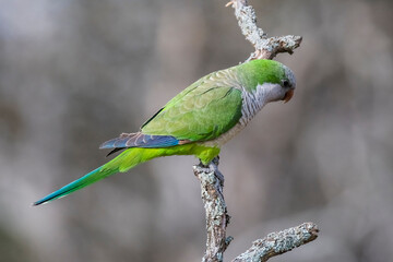 Parakeet perched on a branch of Calden , La Pampa, Patagonia, Argentina