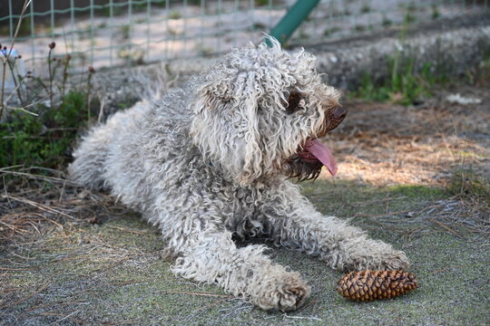 Lagotto Romagnolo Dog