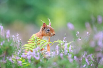 Red squirrel in the grass