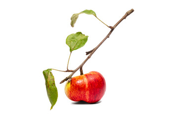 Jabłko na gałęzi