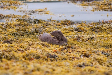 Otter mother and two cubs