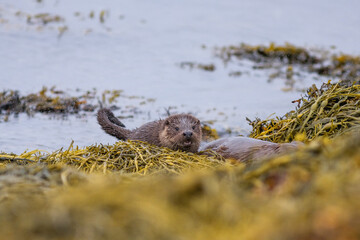Otter mother and two cubs