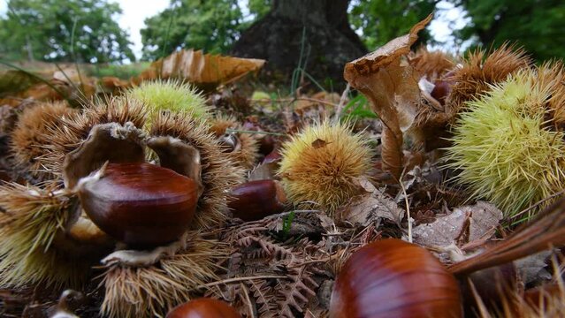 Autumn season in a forest of ancient chestnut trees, harvest time. Closeup of Chestnuts at ground with hedgehogs. Typical fresh autumn fruits.