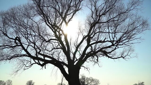 kahler Baum im Winter auf freiem Feld