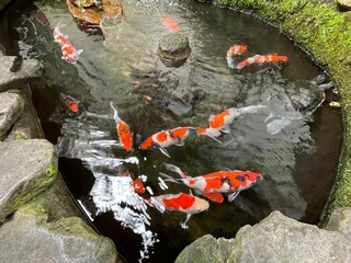 Colorful ornamental Koi fish float in the artificial pond, view from above