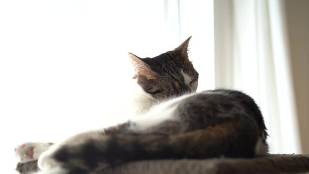 Europ&auml;isch-Kurzhaar-Katze putzt sich