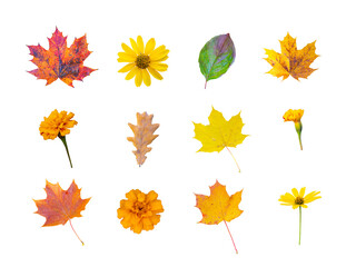 Fototapeta na wymiar set of different autumn leaves and flowers on a transparent background