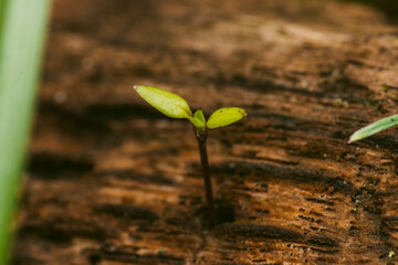 sprout in dead wood