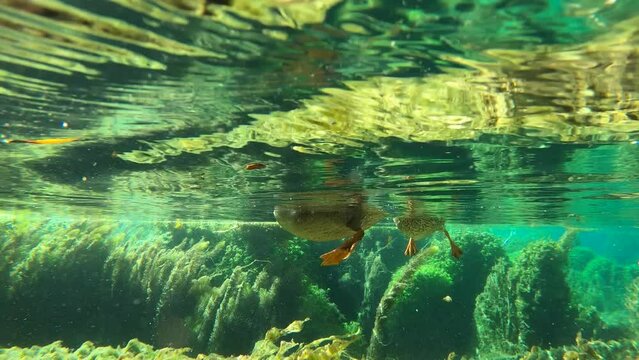 Germano che nuota vista da sotto.
Ripresa sott'acqua di un germano che nuota.