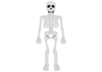 Human skeleton anatomy. Clipart Skeleton