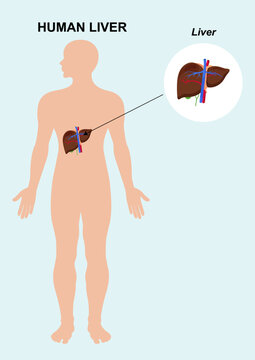 Human liver organ anatomy. Illustration of the human internal liver