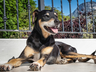 Africanis dog lying in the sun