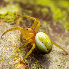 Pumpkin Spider