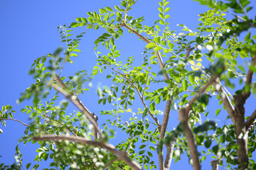 green leaves against blue sky