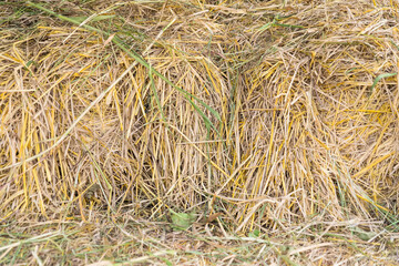 straw, dry straw, hay straw yellow background, hay straw texture