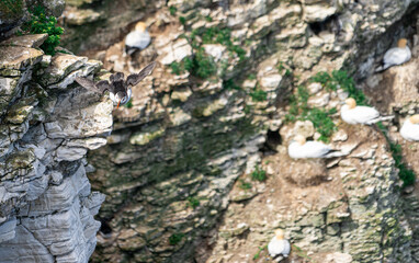 Single Portrait Puffin flying soaring and gliding on a cliff face on rugged UK coastline low-level portrait view showing other nesting seabirds in background