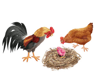 coq, poussin, poule, oiseau, en or, ferme, oeuf, coloré, étonné, étonnant, nid,  drapeau, regardant, français, Ukraine, domestique, couple, cassé, nature, volaille, lgbt, poussin, bleu, rose, vert, ja