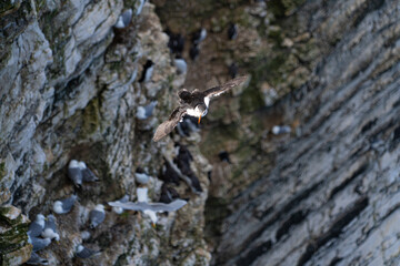 Single Portrait Puffin flying soaring and gliding on a cliff face on rugged UK coastline low-level portrait view showing other nesting seabirds in background
