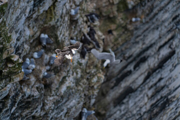 Single Portrait Puffin flying soaring and gliding on a cliff face on rugged UK coastline low-level portrait view showing other nesting seabirds in background