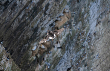 Single Portrait Puffin flying soaring and gliding on a cliff face on rugged UK coastline low-level portrait view showing other nesting seabirds in background