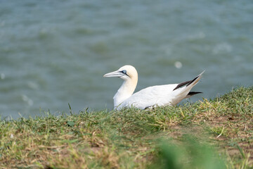 Fototapeta na wymiar Atlantic Gannet large seabird Nesting on grassland at the top of North Sea Cliffs Atlantic Coastline showing black-tipped white wings and feathers and black eye markings