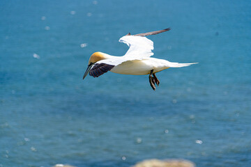 Atlantic Gannet Large White Seabird flying soaring and gliding on a cliff face on a rugged UK coastline low-level portrait view