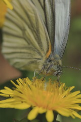 シロチョウ