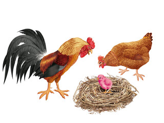 coq, poussin, poule, oiseau, en or, ferme, oeuf, coloré, étonné, étonnant, nid,  drapeau, regardant, français, Ukraine, domestique, couple, cassé, nature, volaille, lgbt, poussin, bleu, rose, vert, ja