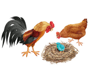 coq, poussin, poule, oiseau, en or, ferme, oeuf, coloré, étonné, étonnant, nid,  drapeau, regardant, français, Ukraine, domestique, couple, cassé, nature, volaille, lgbt, poussin, bleu, rose, vert, ja