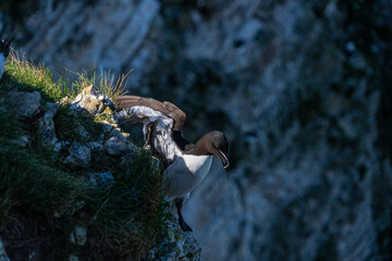 Young guillemot seabird flying soaring and gliding on a cliff face on rugged UK coastline low-level portrait view showing black and white feathers and black beak and feet 
