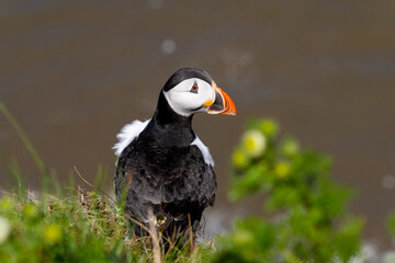 Single Portrait side on a low level close up Marco photograph on Single Puffin Seabord showing Black, White and Orange Marking, feathers and beak and sorrowful thoughtful face