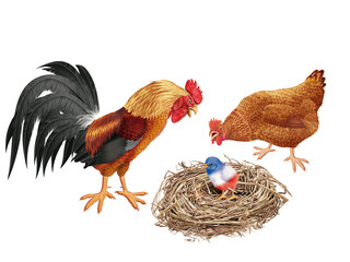 coq, poussin, poule, oiseau, en or, ferme, oeuf, coloré, étonné, étonnant, nid,  drapeau, regardant, français, Ukraine, domestique, couple, cassé, nature, volaille, lgbt, poussin, bleu, rose, vert, ja