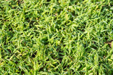 Green grass texture background