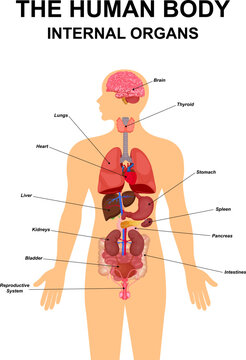 Internal organs of human body flat infographic poster scheme with icons images location name and definitions vector illustration. Heart ,brain, liver and kidneys, male reproductive system