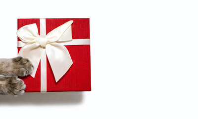 Red gift box with a white ribbon and cat paws on a white background. Two gray paws of a cat lie on...