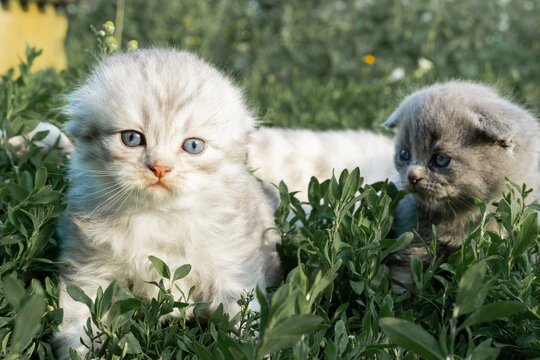 Two small grey Scottish fold kittens are lying on a green lawn. High quality photo