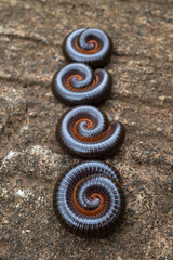 millipedes are arthropods that have two pairs of legs per segment.  Millipedes are an Order of members of the invertebrates belonging to the phylum Arthropoda