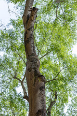 Fototapeta premium tree, plant, leaf and flower in spring in Brumadinho city, Minas Gerais State, Brazil