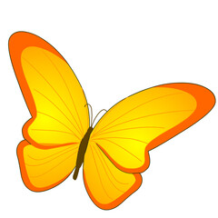 Butterfly realistic isolated