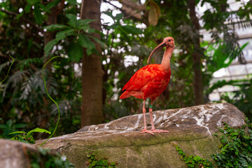 Różowy ptak, Ibis szkarłatny stoi na skale.  © Aneta