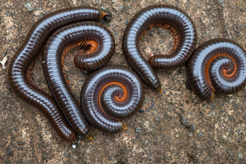 millipedes are arthropods that have two pairs of legs per segment.  Millipedes are an Order of...