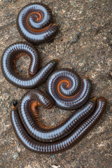 millipedes are arthropods that have two pairs of legs per segment.  Millipedes are an Order of members of the invertebrates belonging to the phylum Arthropoda